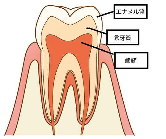 ■歯科助手の勉強：歯の断面図
