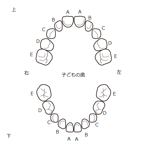 ①歯科助手の勉強：歯式