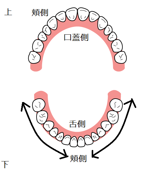 ■歯科助手の勉強：歯の面数