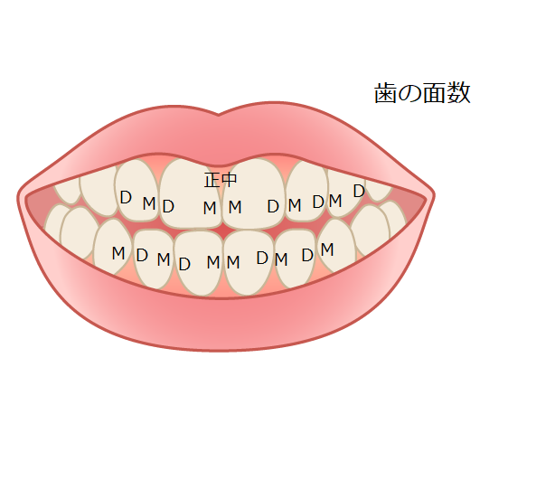 ■歯科助手の勉強：歯の面数