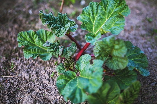 ■【食べ方】ルバーブは茎の部分を食べる。葉は有毒なので食べちゃだめ。