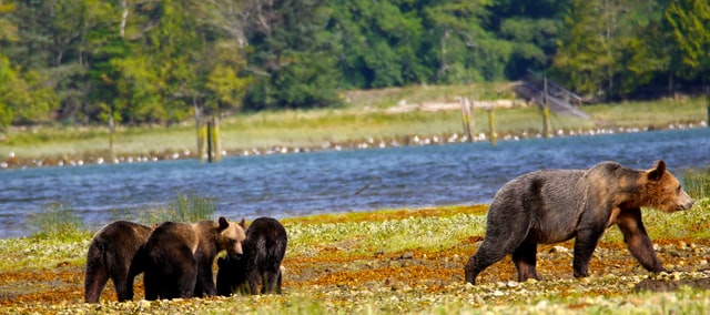 ■アメリカのキャンプ場では、常に野生動物に気を付ける