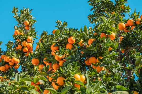 ４．気になる…アメリカのオレンジに使われている農薬は？